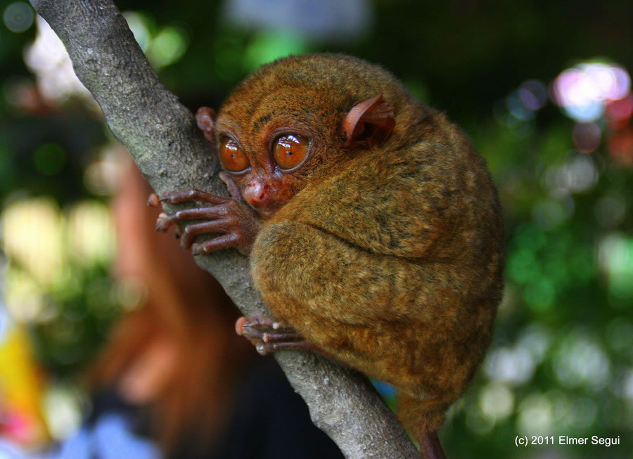 Филиппинская Tarsier