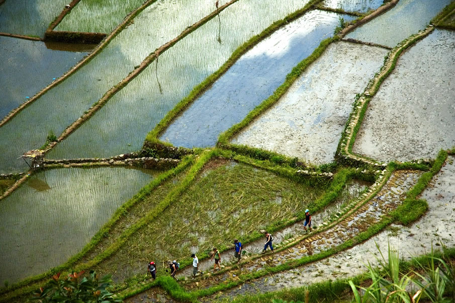 Rice Fields - Philippines