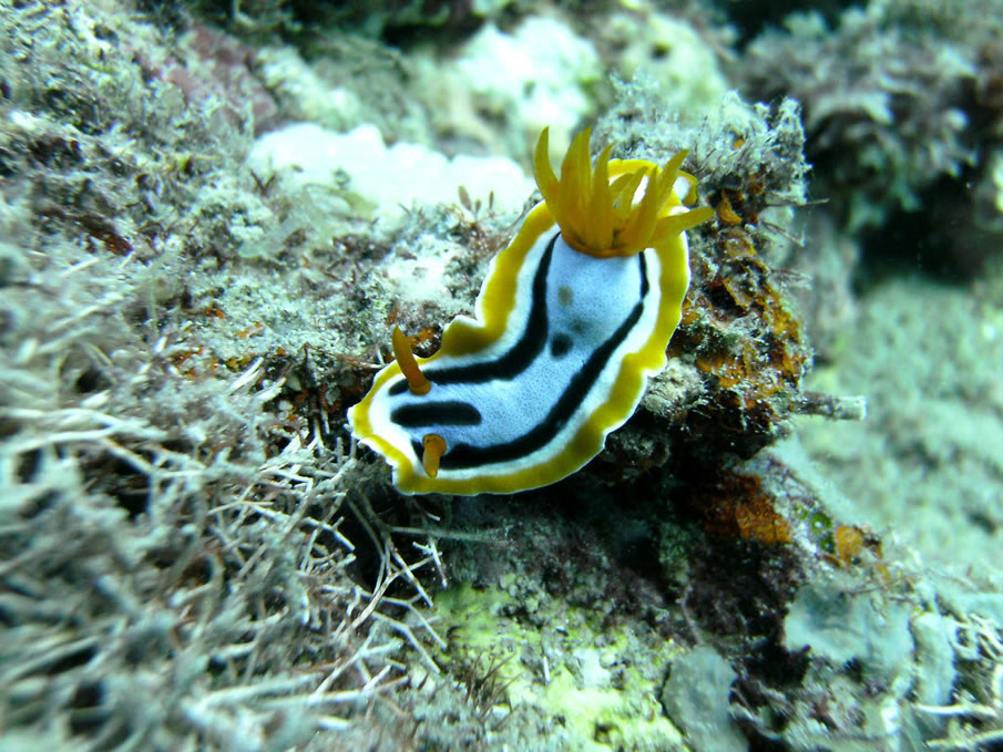 Chromodoris Annae