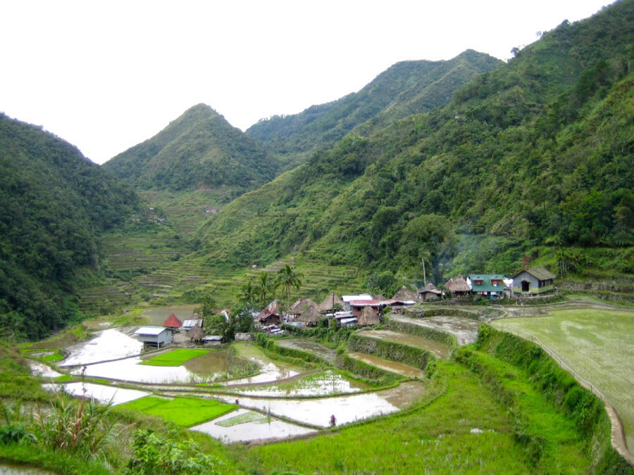 Rice Field Village