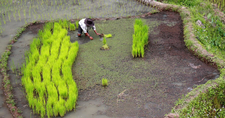 Working in the Rice Terraces