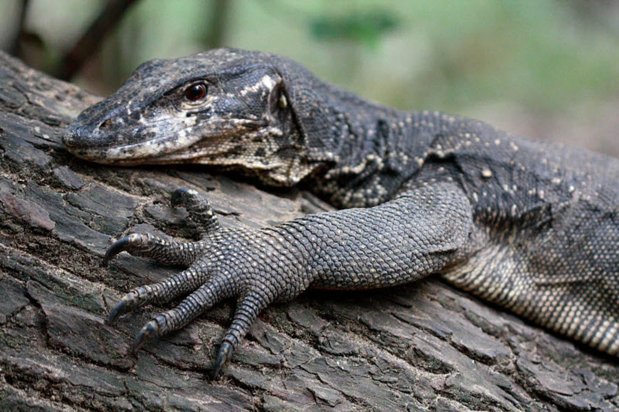 Monitor Lizard