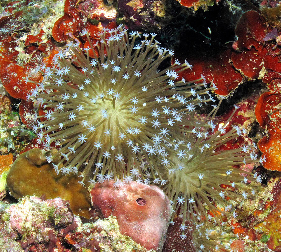 Corals, Romblon Island