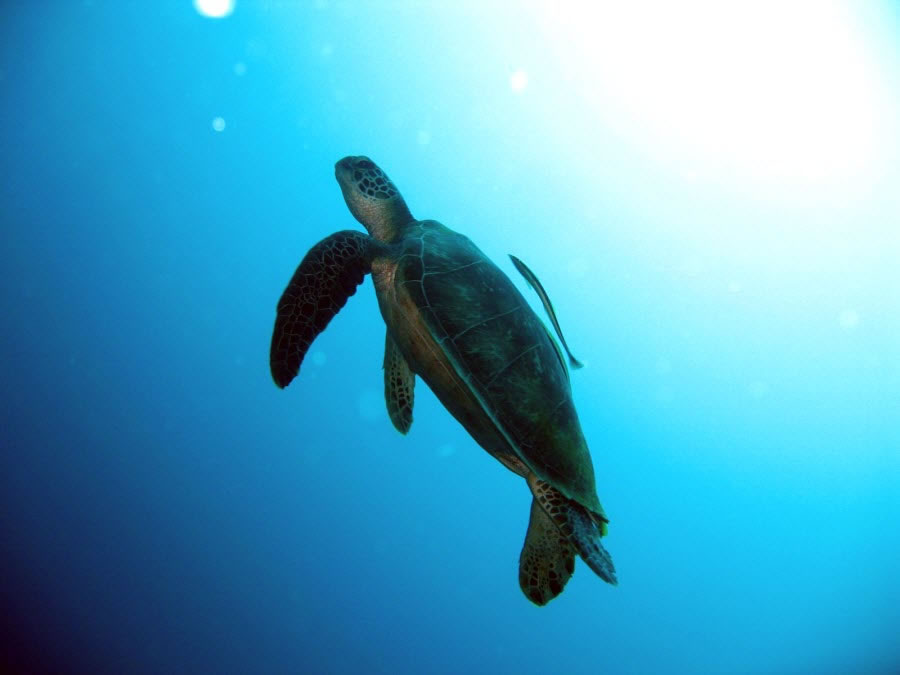 Turtle in Philippines