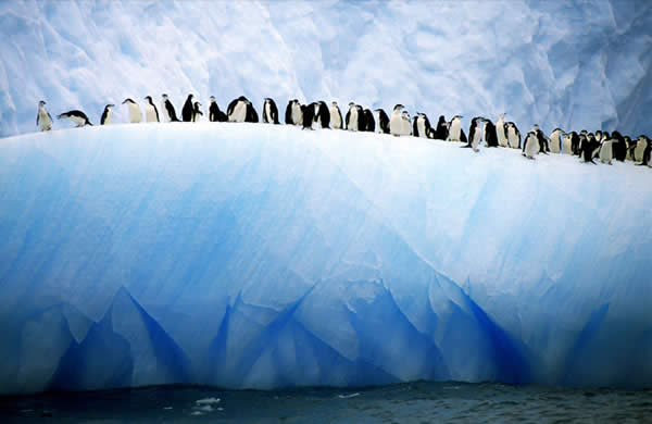 Iceberg Penguins
