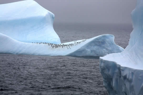 Penguins on Iceberg