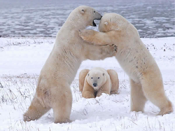 Polar Bears Playing