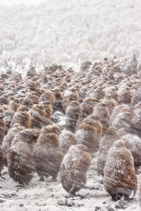 Penguin Chicks in Snow Storm