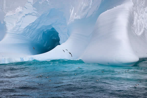 Iceberg and Sea Birds