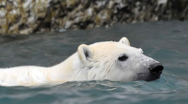 Polar Bear Swimming