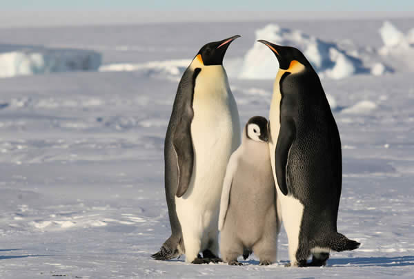 Antarctica, November 2007