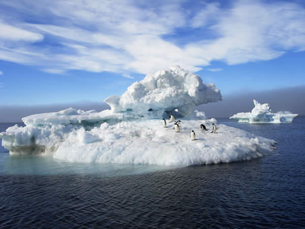 Antarctica - Adelie Penguins