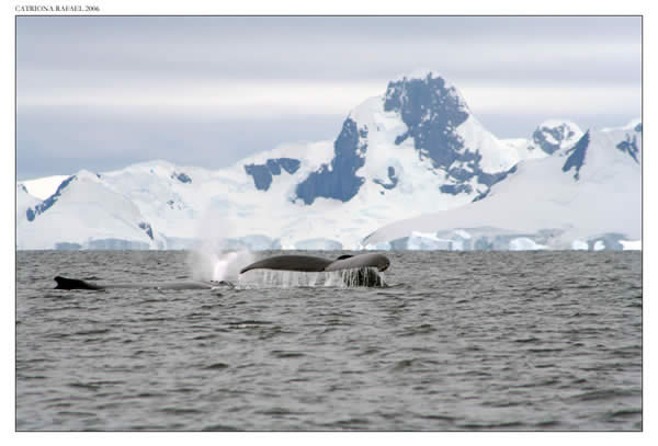 Humpback Whale XII