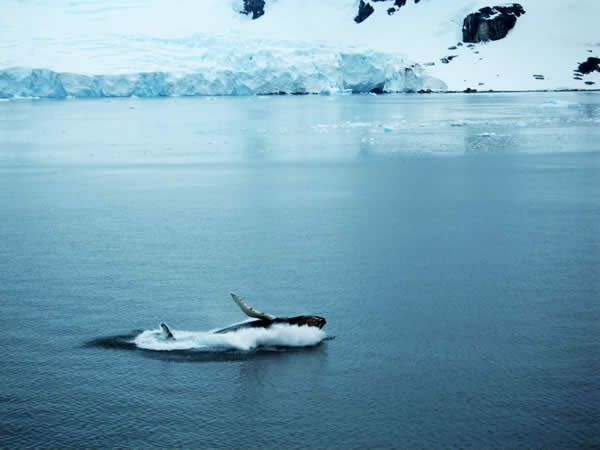 Neko Harbour, Andvord Bay, Antarctica