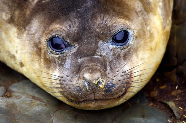 SE Elephant Seal Close Up