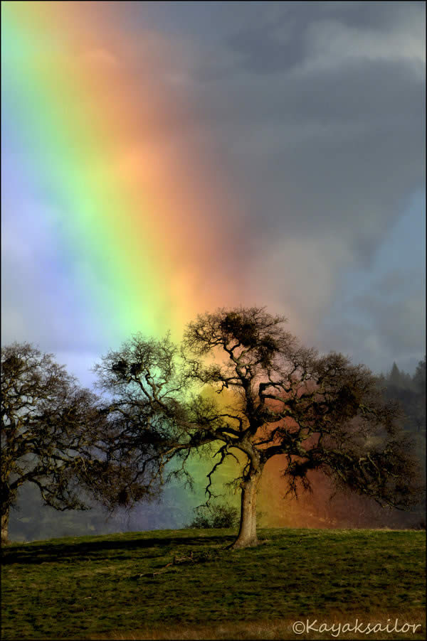 Rainbow Oak