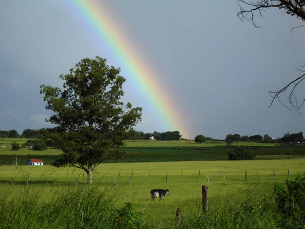 Rainbow Tree