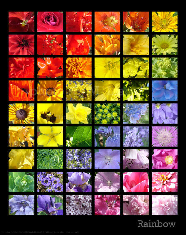 Flower Rainbow