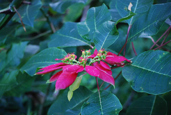 Rainforest poinsettia