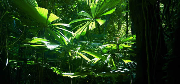 more rainforest