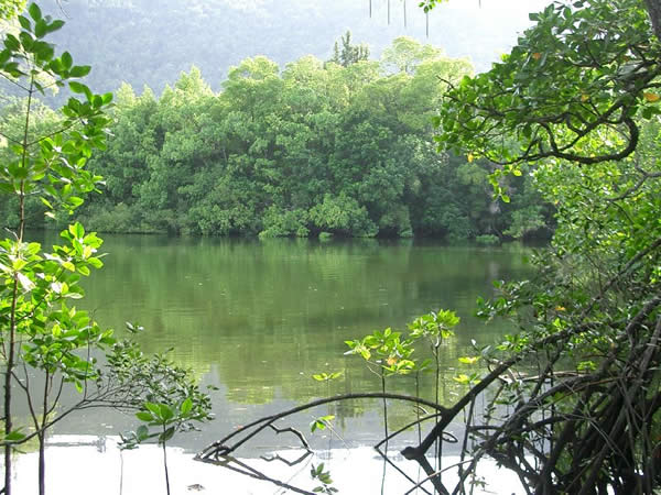 Marrdja Rainforest Mangrove Walk Lookout