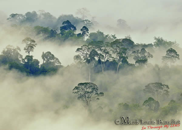Danum Valley - Rainforest shrouded in the Mist