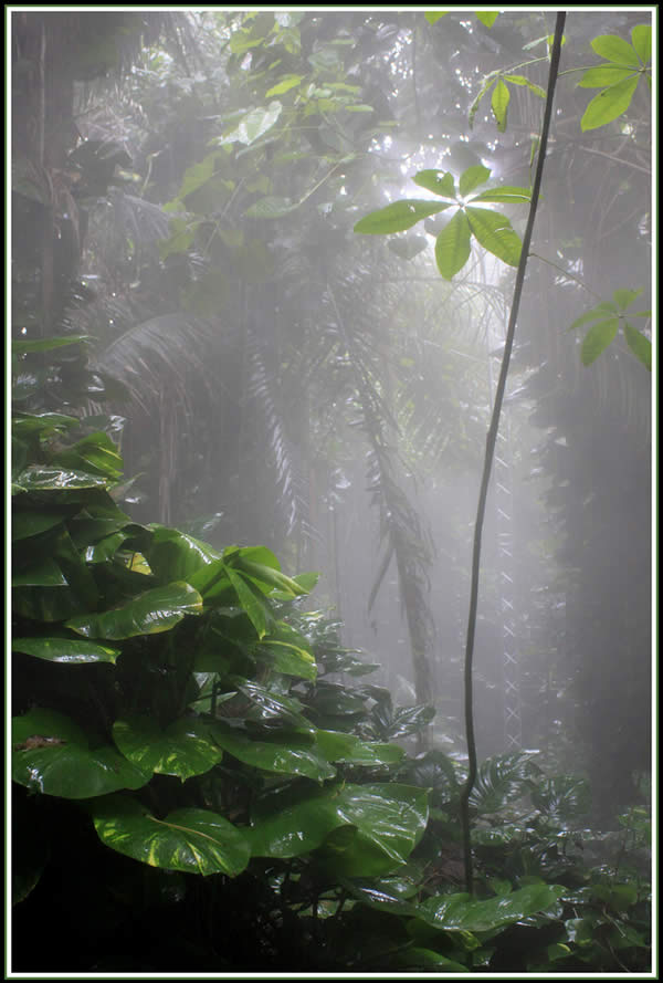 Rainforest Biome