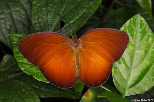 Faun of a mountain rainforest in Central Sulawesi