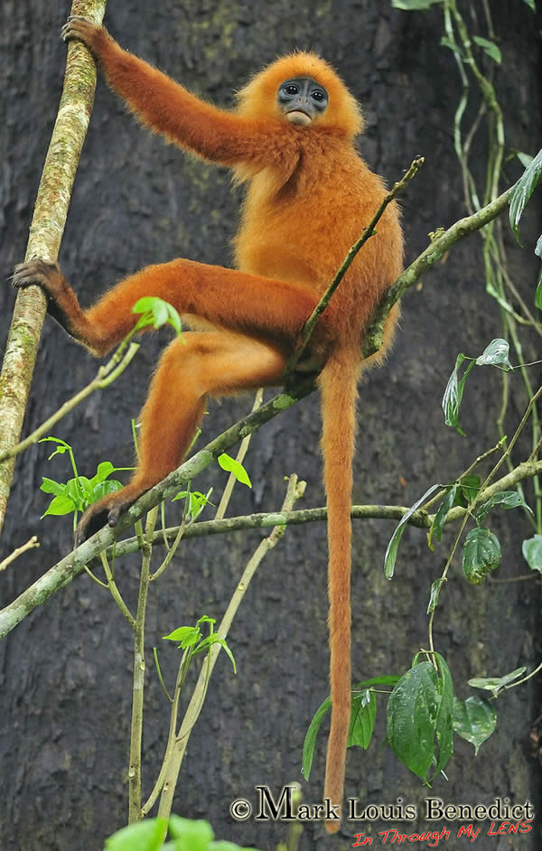 Danum Valley - Red Leaf Monkey