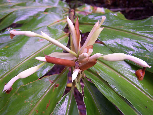 Rainforest Flower