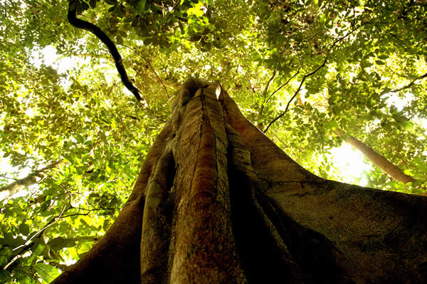 Rainforest Views