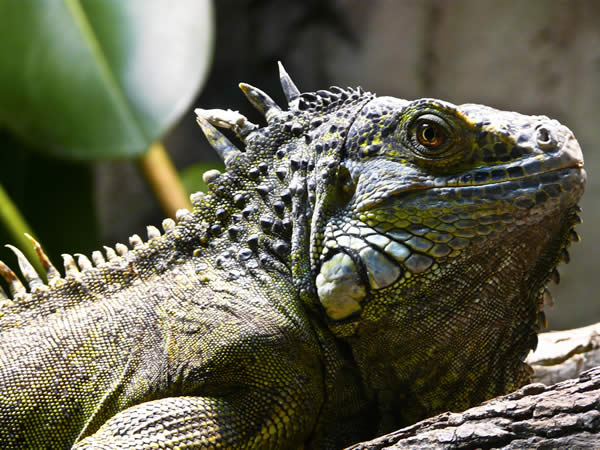 Rainforest Iguana