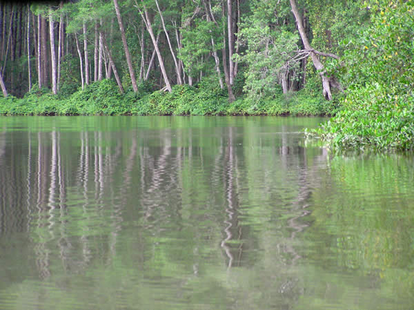 Reflections in a Rainforest