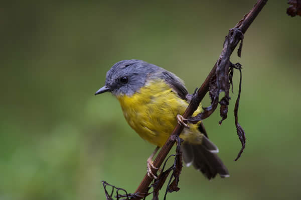 Rainforest Bird