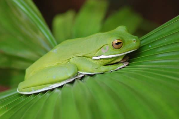 Giant Tree Frog