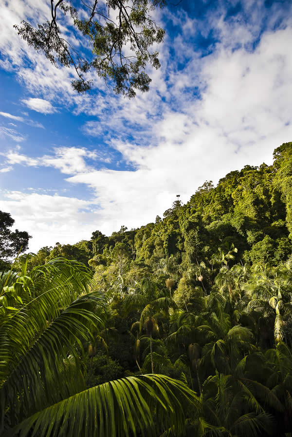 Tamborine Rainforest