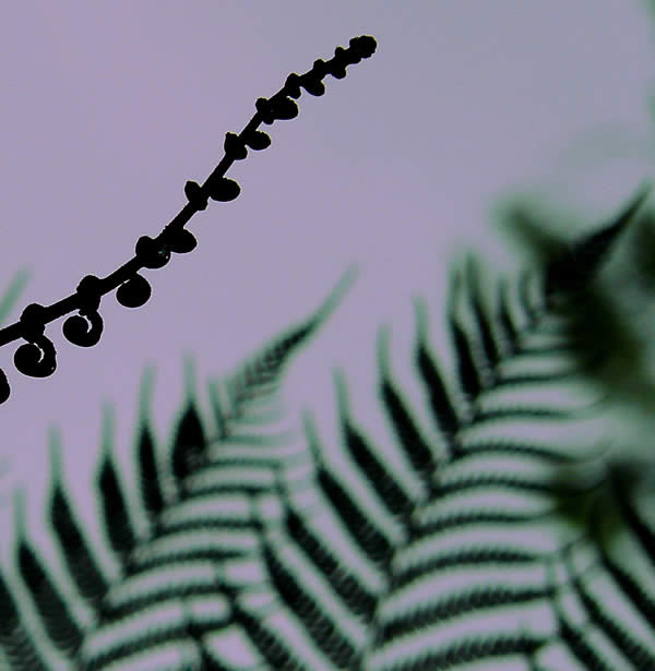 Rainforest shapes