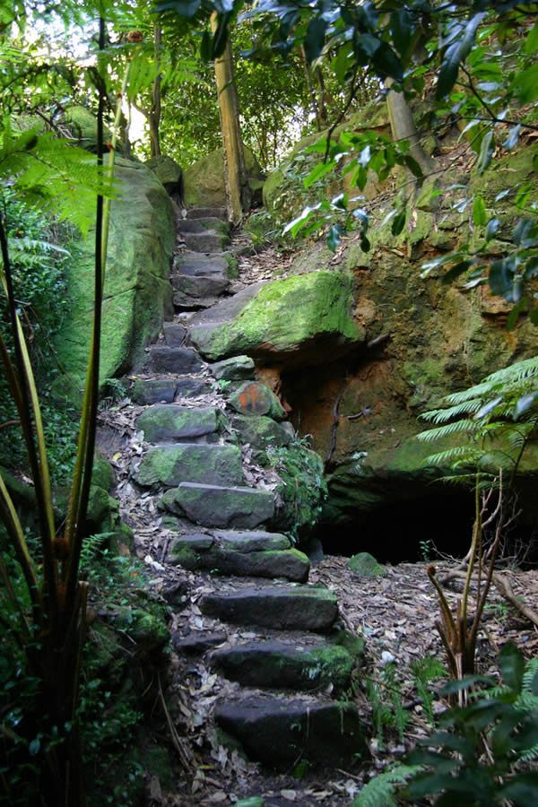 Rainforest Path