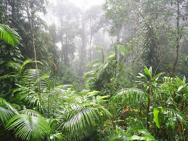 Skyrail Rainforest