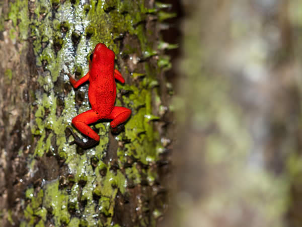 Strawberry Poison-dart Frog