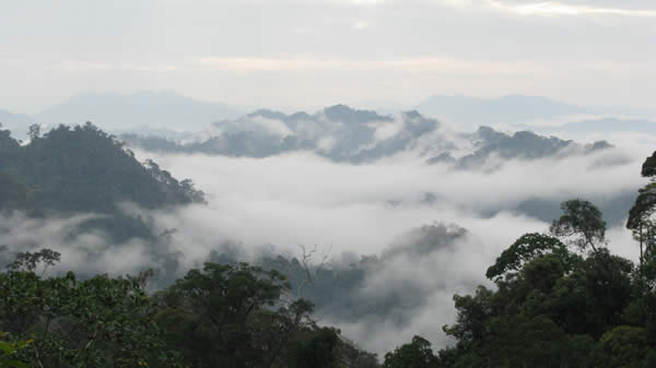 Rainforest in Sarawak