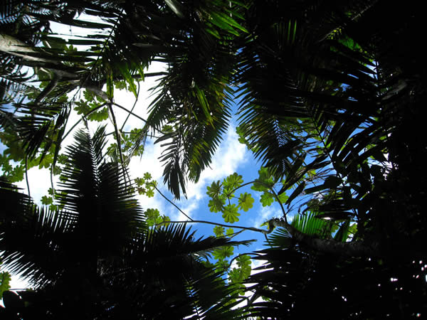 rainforest canopy