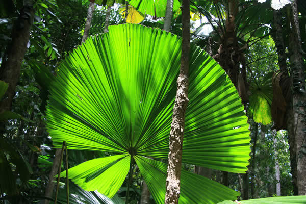 Rainforest in Cape Tribulation