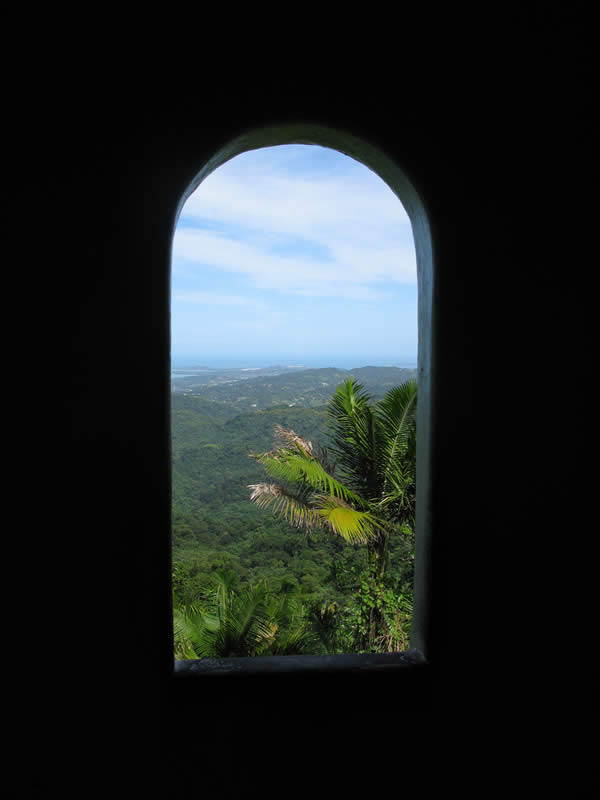 A Window in the Rainforest