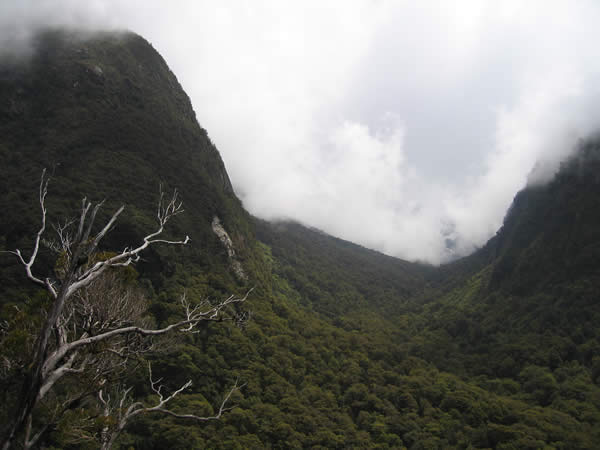 Rainforest on mountain