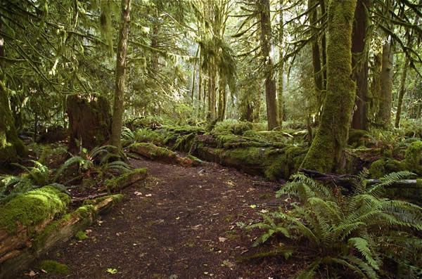 Another Olympic Rainforest Photo