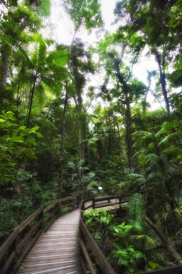 As Green As It Gets, Australia, Cairns, DainTree Rainforest