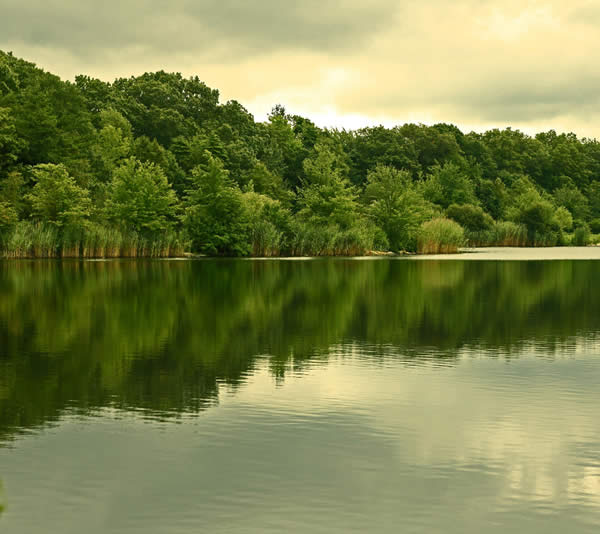 Gorgeous Green Reflection