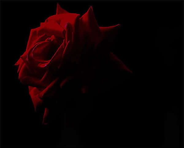 The Dark Red Rose