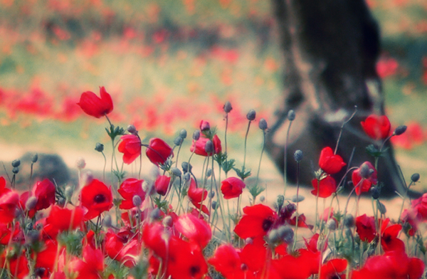 Romance in the Fields